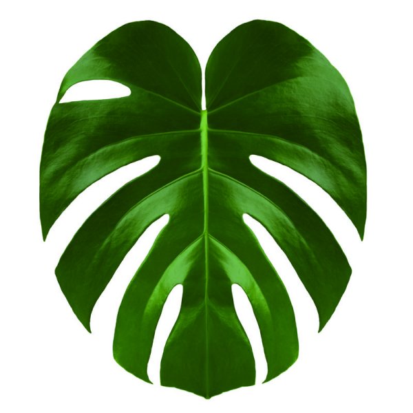 Монстера esqueleto