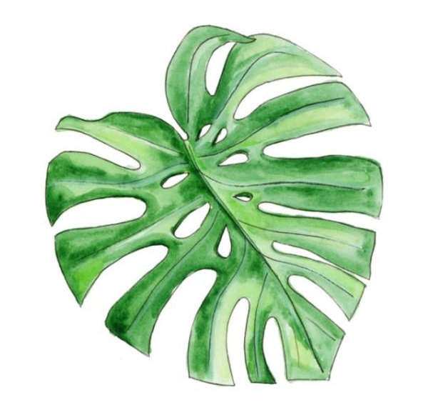 Лист монстеры