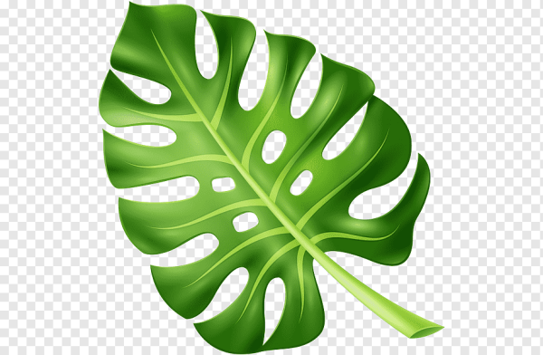 Большие зеленые листья