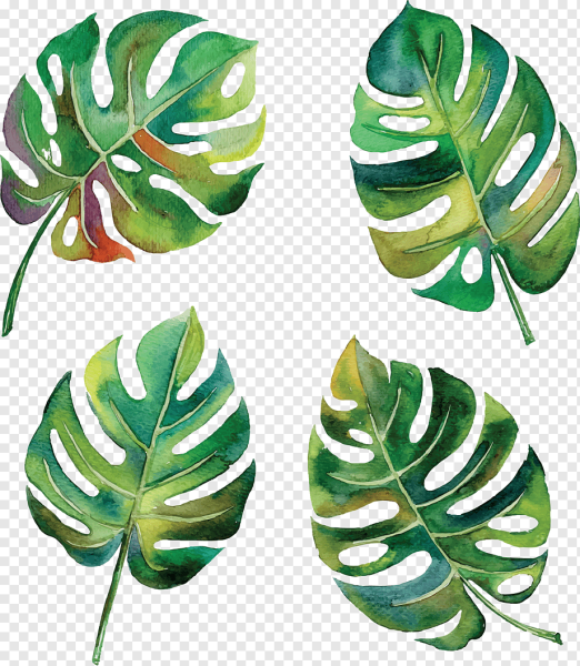 Листья Monstera вектор