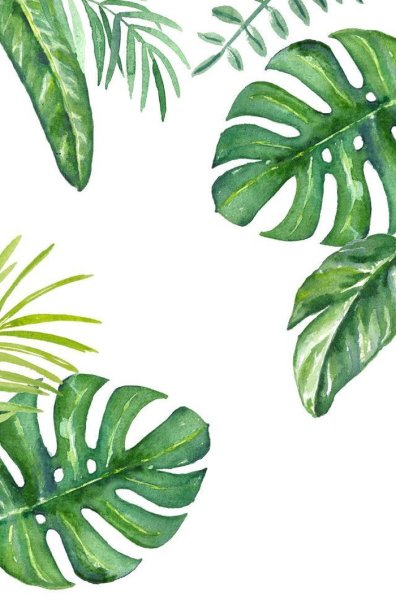 Монстера папоротник растения