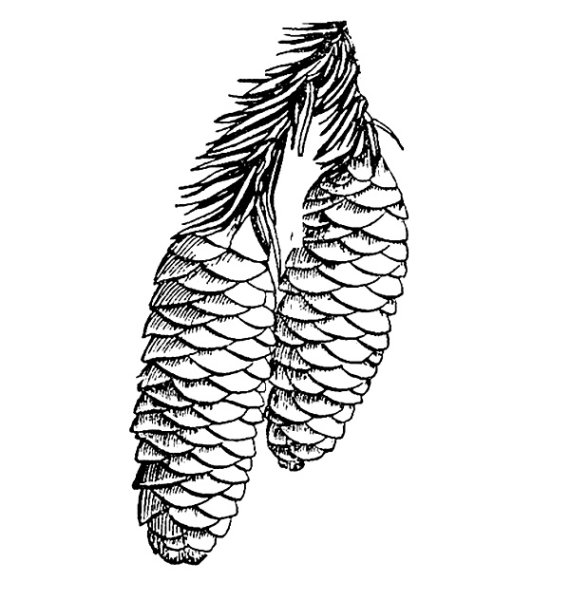 Шишки раскраска