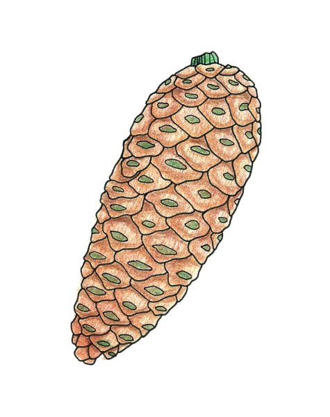 Шишка рисунок