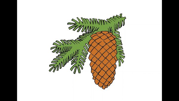 Шишки рисунок для детей