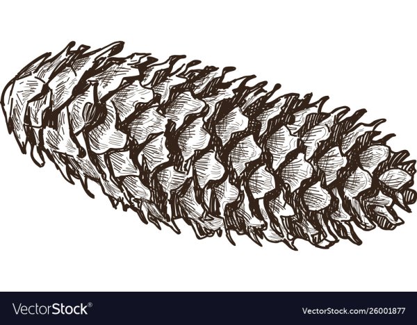 Еловые шишки рисунок