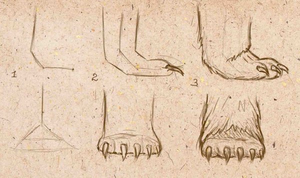 Отпечаток медвежьей лапы