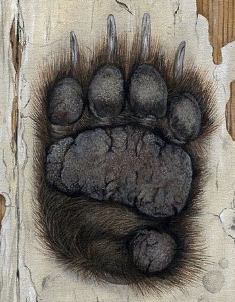 Лапа медведя эскиз