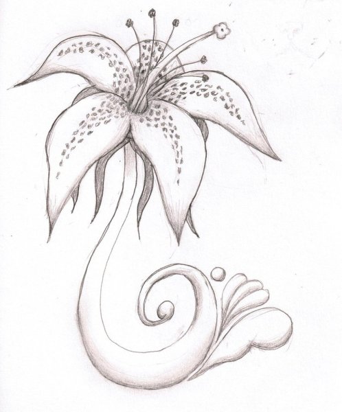Лилии рисунок карандашом