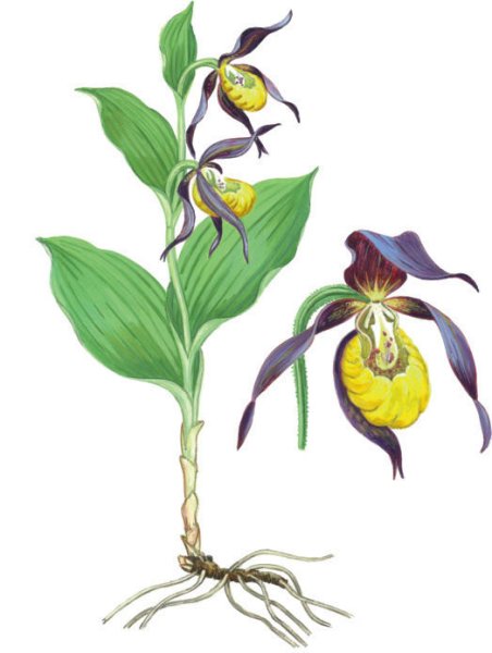 Венерин башмачок