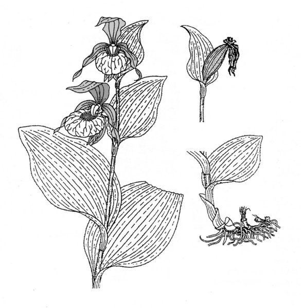 Венерин башмачок