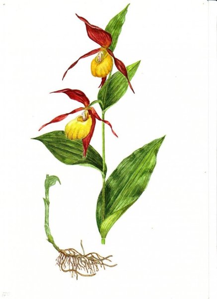 Венерин башмачок ботаника