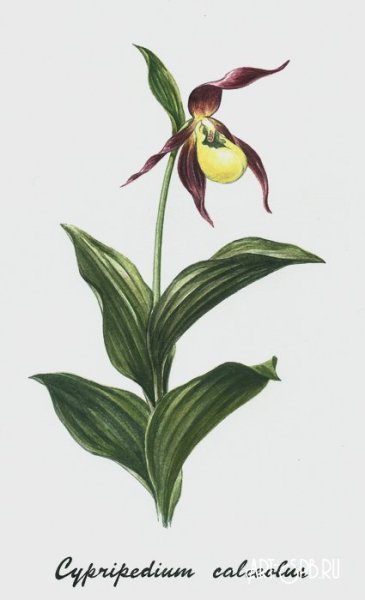 Башмачок настоящий Венерин башмачок