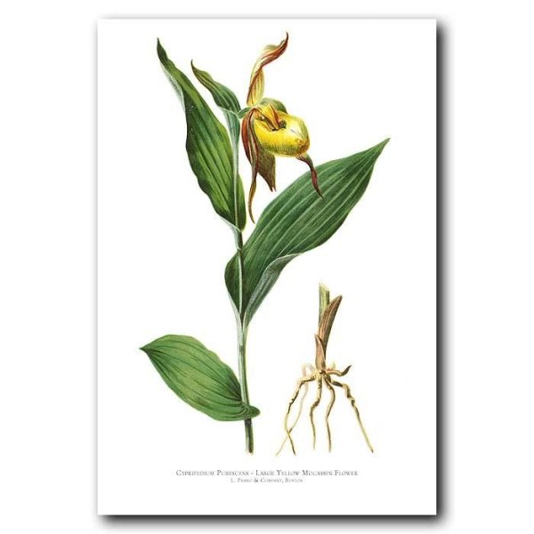 Венерин башмачок карандашом