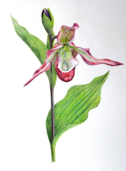 Венерин башмачок