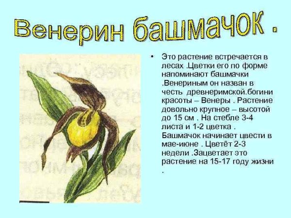 Венерин башмачок Ботаническая иллюстрация