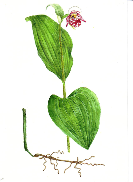 Венерин башмачок настоящий рисунок