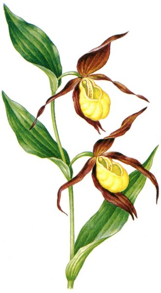 Венерин башмачок