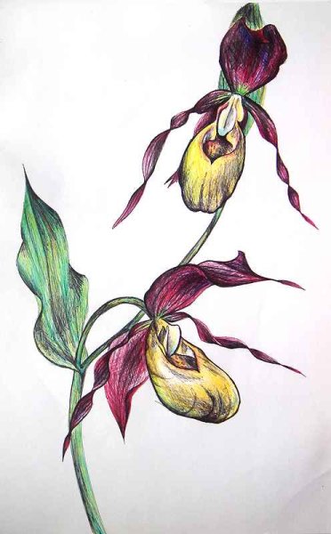 Венерин башмачок крупноцветный