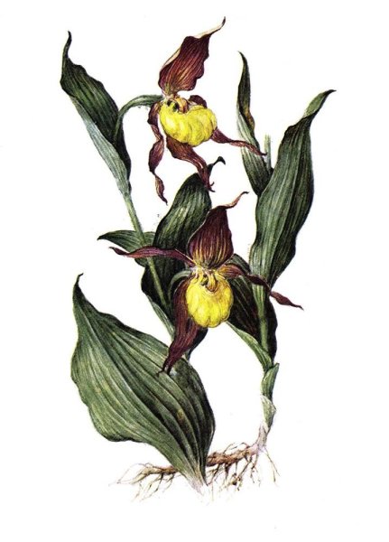 Растение Орхидея Венерин башмачок