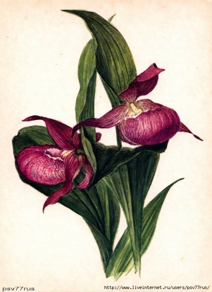 Нарисовать цветок Венерин башмачок