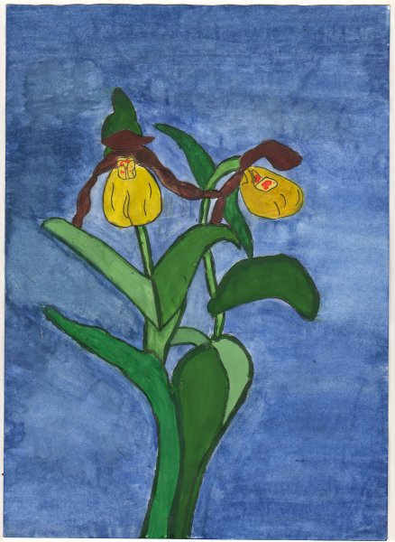 Венерин башмачок крупноцветный