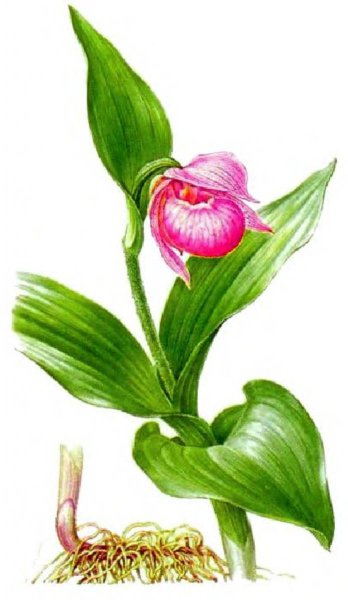 Венерин башмачок строение