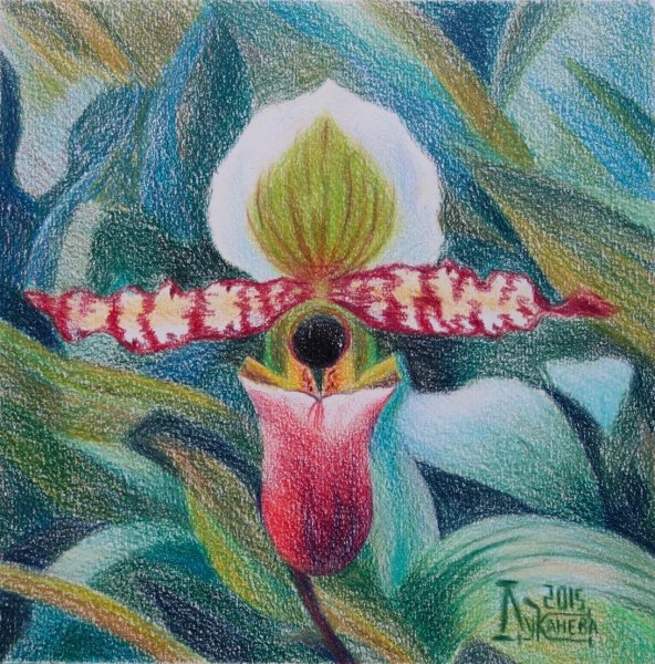 Венерин башмачок Ботаническая иллюстрация