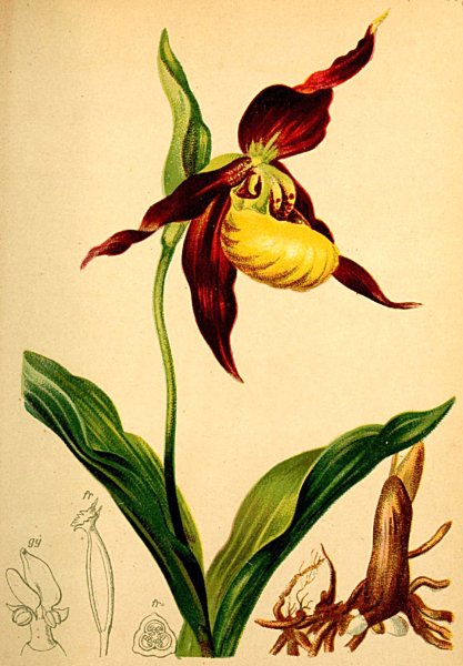 Венерин башмачок строение