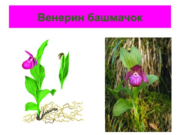 Венерин башмачок ботаника