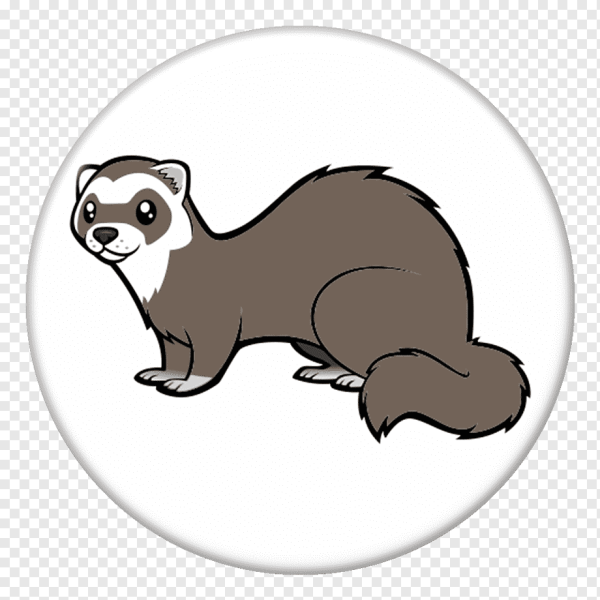 Хорек для детей