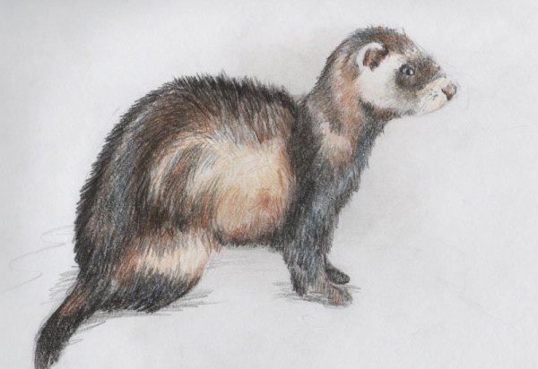 Амурский Степной хорь Mustela eversmanni amurensis