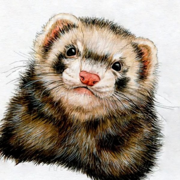 Хорек акварелью