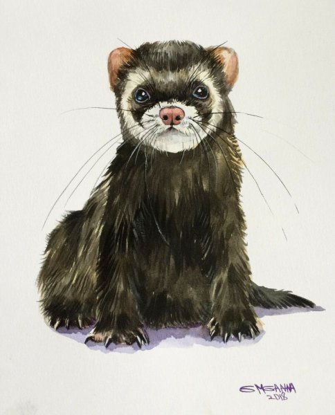 Хорек акварелью