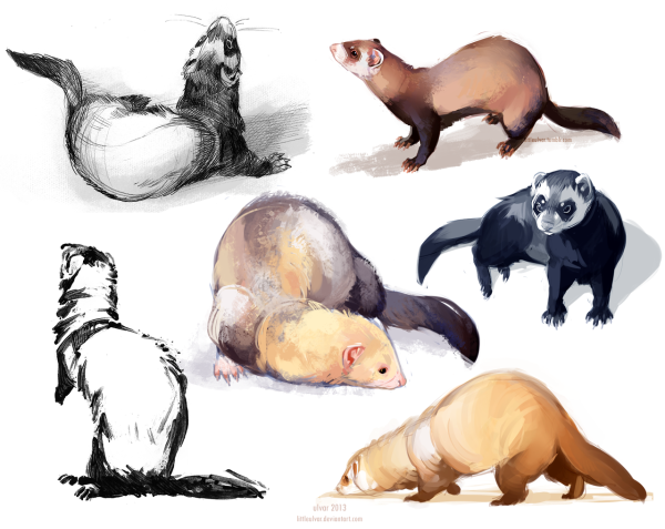 Хорёк сбоку референс