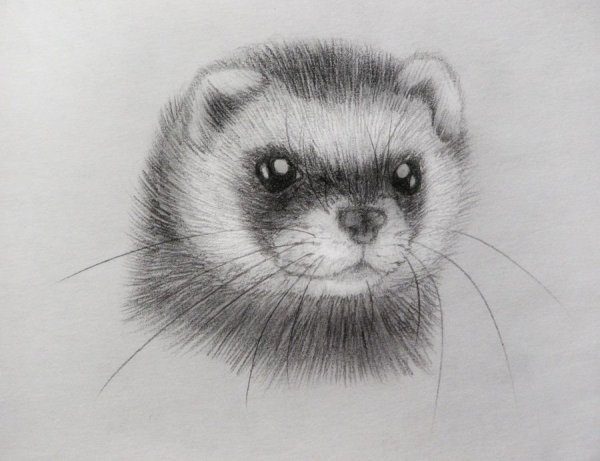 Хорек карандашом