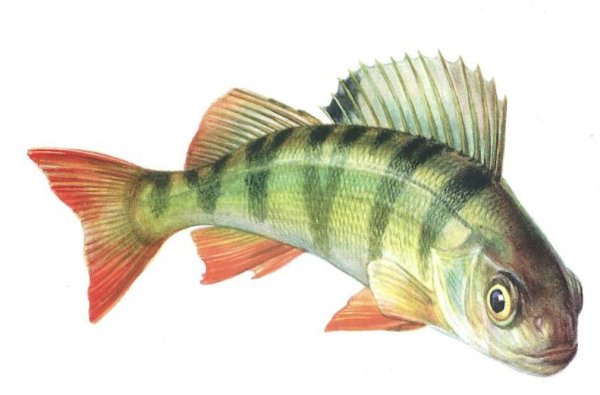 Рыба ёрш и окунь