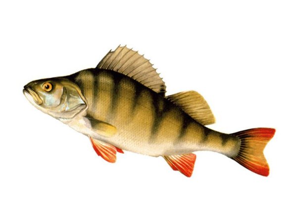 Речной окунь