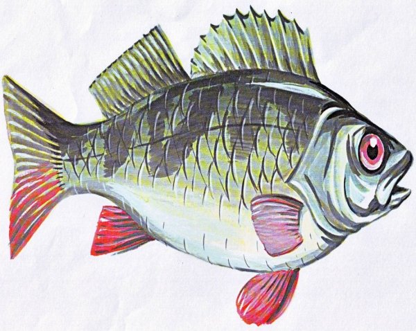 Рыба окунь для детей