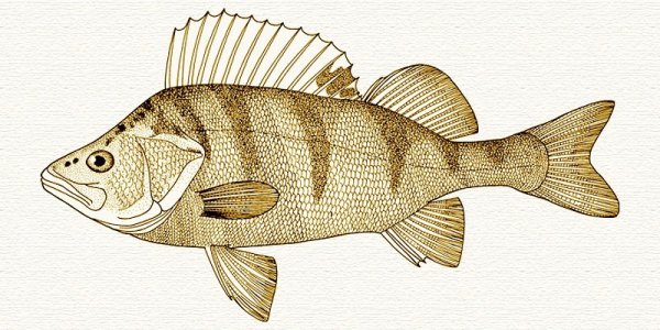 Нарисовать окуня