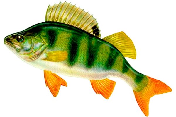 Рыба окунь для детей