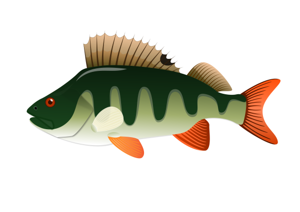 Окунь мультяшный