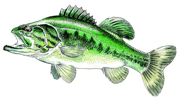 Окунь на прозрачном фоне