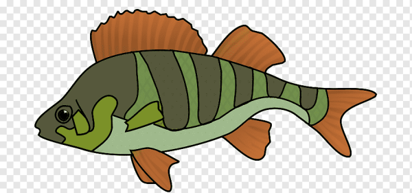 Окунь мультяшный