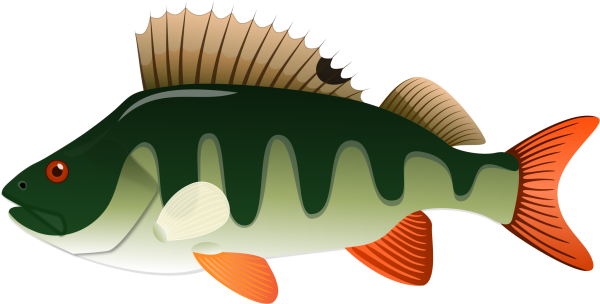 Окунь картинка для детей