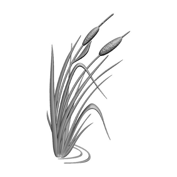 Рисование камыша