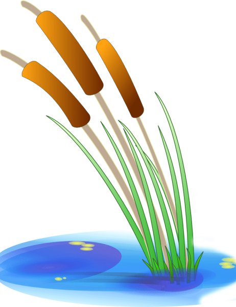 Камыши для дошкольников