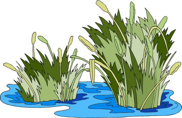 Камыш на белом фоне