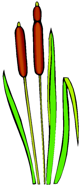 Камыш рисунок для детей