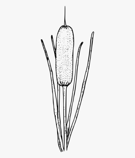 Камыш мультяшный