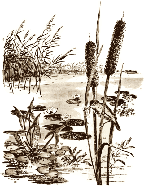 Трава вектор